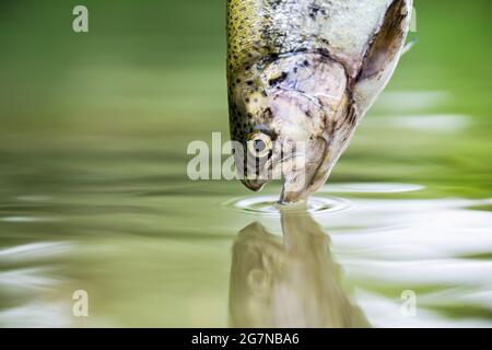 Forellen im grünen Wasser eines Bergsees. Regenbogenforellen aus nächster Nähe im Wasser. Angeln. Regenbogenforellen springen. Die Regenbogenforelle im See Stockfoto