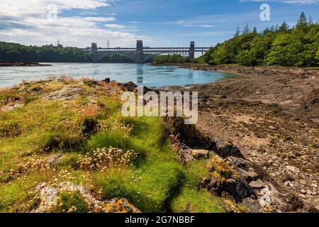 Die Britannia Bridge von einer kleinen Insel in der Menai Strait bei Ebbe, Anglesey, Nordwales Stockfoto