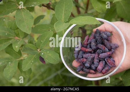 Ein transparenter Teller mit Geißelbeeren in der Hand einer Frau auf dem Hintergrund eines Busches nach dem Regen. Stockfoto