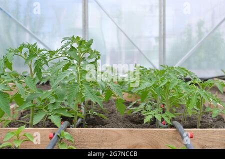 Junge Tomatenpflanzen wachsen in einem Gewächshaus mit Tropfbewässerungssystem. Konzept der eigenen Bio-Gartenarbeit. Stockfoto