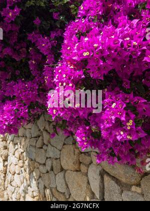 Bougainvillea und Trockensteinmauer. Blumen und Pflanzen. Mediterrane Vegetation, Villen und Häuser mit bunten Pflanzen geschmückt. Feiertage Stockfoto
