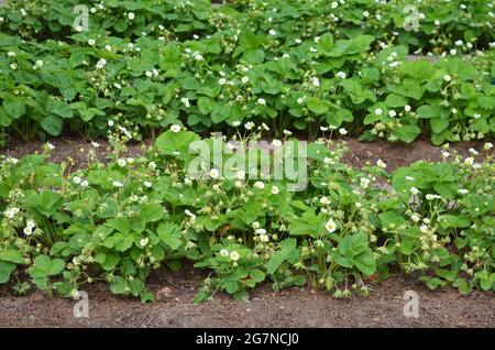 Reihen blühender Erdbeerpflanzen wachsen auf dem offenen Boden im Garten. Konzept der eigenen Bio-Gartenarbeit. Stockfoto