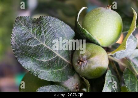 Unreife grüne Äpfel auf einem Ast eines Baumes. Stockfoto