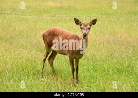Hirsche grasen im Richmond Park, Großbritannien Stockfoto