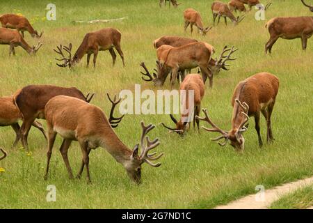 Hirsche grasen im Richmond Park, Großbritannien Stockfoto