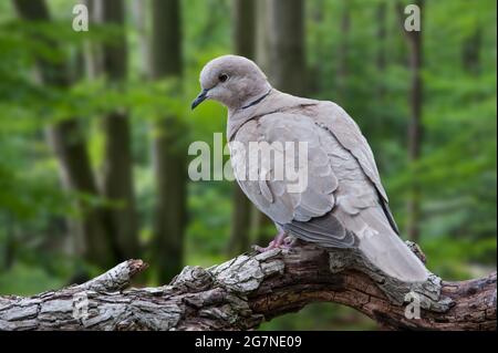 Eurasische Halstaube (Streptopelia decaocto), die in einem Baum im Wald thront Stockfoto