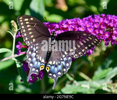 Ein weiblicher Schwarzer Schwalbenschwanz-Schmetterling (Papilio polyxenes) steht auf dem Blütenstiel eines Schmetterlingsbusches (Buddleia davidii). Speicherplatz kopieren. Nahaufnahme. Stockfoto