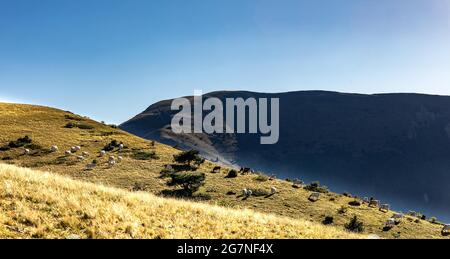 FRANKREICH. ISERE (38) MATHEYSIN. SINEIPY-WIESE IM HERBST WAR DER SOMMER TROCKEN UND GRAS IST SELTEN Stockfoto