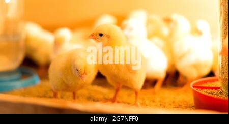 Broiler kreuzt Hühner in einem Brooder mit einem Futterhäuschen und einer Trinkschale. Zwei Küken im Fokus. Geringe Schärfentiefe. Stockfoto