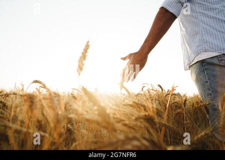 Männliche Hand berührt Weizenohren auf dem Feld bei Sonnenuntergang Stockfoto