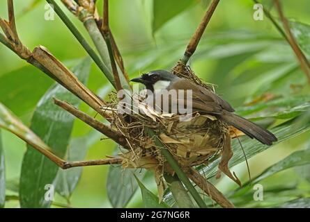 Schwarzkehliger Lachdrossel (Garrulax chinensis propinquus), Erwachsener, der auf dem Nest Kaeng Krachan NP, Thailand sitzt Mai Stockfoto