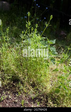 GALIUM APARINE oder Hitchhickers oder Cleavers Stockfoto