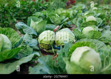 Pflücken von Kohl im Sommergarten Gemüseernte in den Korb legen. Ernten von Bio-gesunden Lebensmitteln im Küchengarten Stockfoto