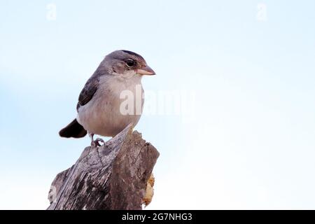 Pileated Finch (Coryphospingus pileatus), isoliert, auf einem Pfosten thront. Stockfoto