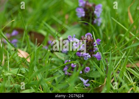 Unkraut von Prunella vulgaris. Selbstheilung (Prunella vulgaris) ist ein hartnäckiges, mehrjähriges Unkraut, das Rasen liebt und nahe am Boden klebt, um zu su Stockfoto