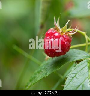 Eine reife Himbeere auf einer pflückfertigen Pflanze, England, Vereinigtes Königreich Stockfoto