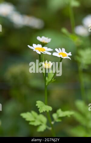 Ochsenblütler Leucanthemum vulgare in Blüte in einem Garten im Vereinigten Königreich - EINE gemeinsame einheimische Pflanze der Britischen Inseln und Europas Stockfoto