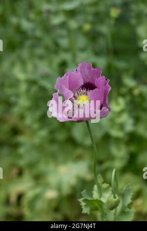 Opiummohn, (Papaver somniferum), blühende Pflanze der Familie Papaveraceae, aus der Türkei, in einem Garten in England, Großbritannien Stockfoto