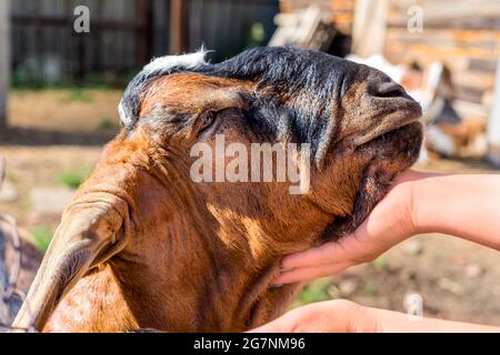 Seitenansicht Porträt eines gefaltet-ohrigen und hornlosen anglo-nubischen Ziegenmännchens. Die Hand einer Frau streichelt eine Ziege. Stockfoto