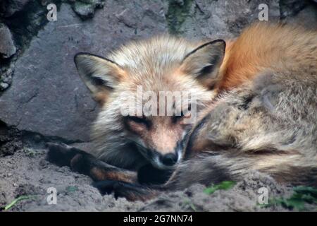 Nahaufnahme Porträt von niedlichen roten Fuchs schlafen Stockfoto