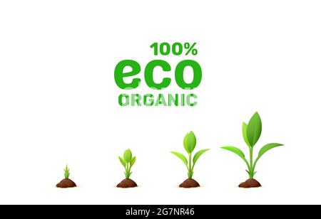 Wachstumsphasen der Pflanze, Symbol auf weißem Hintergrund. Vektorgrafik Stock Vektor