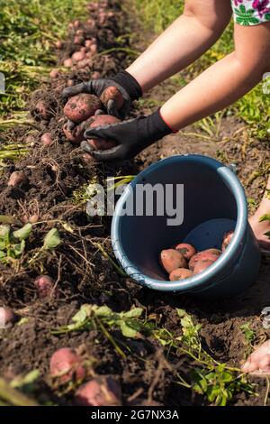 Weibliche Hände pflückten Kartoffeln in den Eimer, Nahaufnahme. Stockfoto