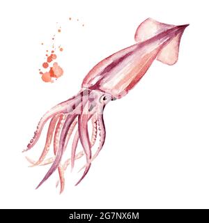Frischer Tintenfisch, Meeresfrüchte, Aquarell, handgezeichnete Illustration isoliert auf weißem Hintergrund Stockfoto