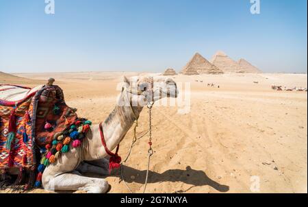 Porträt eines Kamelkopfes Nahaufnahme vor dem Hintergrund von Die Cheops-Pyramide in Gizeh Ägypten ohne Menschen Stockfoto