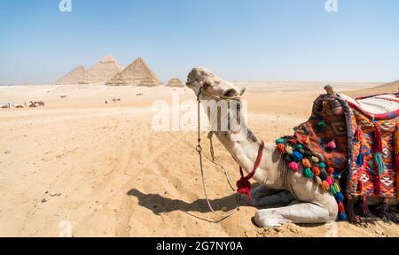 Porträt eines Kamelkopfes Nahaufnahme vor dem Hintergrund von Die Cheops-Pyramide in Gizeh Ägypten ohne Menschen Stockfoto