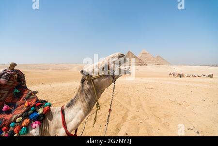 Porträt eines Kamelkopfes Nahaufnahme vor dem Hintergrund von Die Cheops-Pyramide in Gizeh Ägypten ohne Menschen Stockfoto