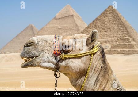 Porträt eines Kamelkopfes Nahaufnahme vor dem Hintergrund von Die Cheops-Pyramide in Gizeh Ägypten ohne Menschen Stockfoto