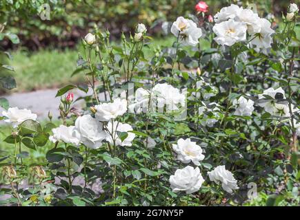 Rose 'Sea Foam' - die Äste sind weiß, mit einer rosa und perlfarbenen Färbung in der Mitte, die schnell verschwindet. Sie haben eine alte Form, ein dickes Doppel. Stockfoto