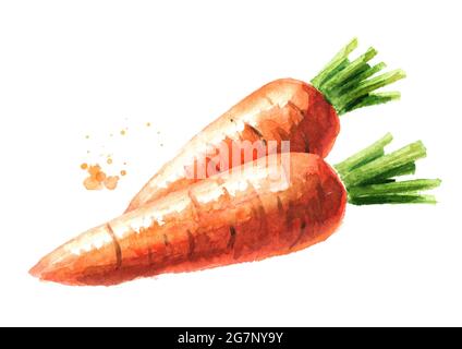 Frische Karotten. Aquarell handgezeichnete Illustration isoliert auf weißem Hintergrund Stockfoto
