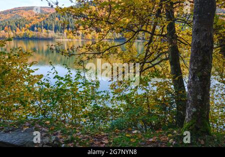 Waldwiese am Ufer des malerischen Sees. Vilshany Wasserreservoir am Tereblya Fluss, Transkarpatien, Ukraine. Schöner Herbsttag in Karpaten Stockfoto
