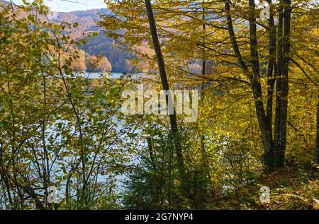 Waldwiese am Ufer des malerischen Sees. Vilshany Wasserreservoir am Tereblya Fluss, Transkarpatien, Ukraine. Schöner Herbsttag in Karpaten Stockfoto