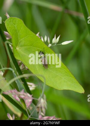 Tropidia scita Schwebefliege, die auf einem Blatt ruht. Stockfoto