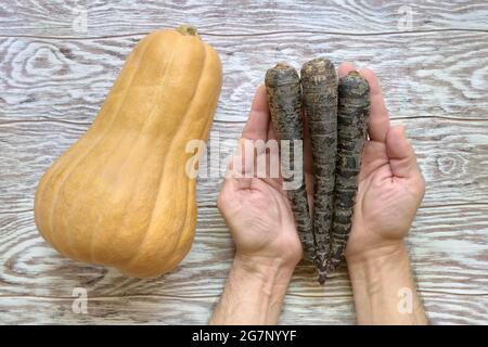 Gelber Kürbis auf einem Holztisch und schwarze Karotten in den Händen eines mannes, Draufsicht Stockfoto