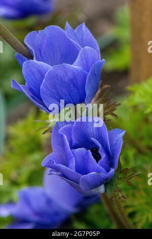 Lila Tulpen in Blüte, geringe Schärfentiefe Stockfoto