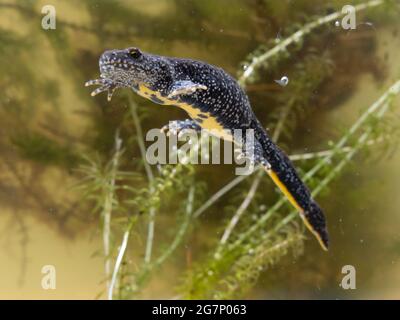 Great Crested Newt, auch bekannt als Northern Crested Newt oder Warty Newt (Triturus cristatus) Stockfoto