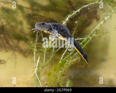 Great Crested Newt, auch bekannt als Northern Crested Newt oder Warty Newt (Triturus cristatus) Stockfoto