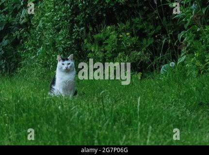 Neugierige schwarz-weiße Wildkatze, die vom langen Gras aus beobachtet wird Stockfoto