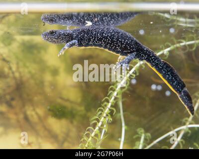 Great Crested Newt, auch bekannt als Northern Crested Newt oder Warty Newt (Triturus cristatus) Stockfoto