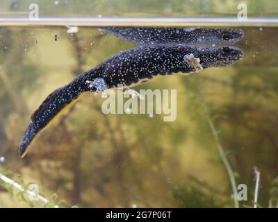 Great Crested Newt, auch bekannt als Northern Crested Newt oder Warty Newt (Triturus cristatus) Stockfoto