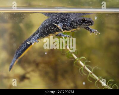 Great Crested Newt, auch bekannt als Northern Crested Newt oder Warty Newt (Triturus cristatus) Stockfoto