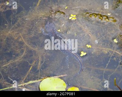 Great Crested Newt, auch bekannt als Northern Crested Newt oder Warty Newt (Triturus cristatus) Stockfoto