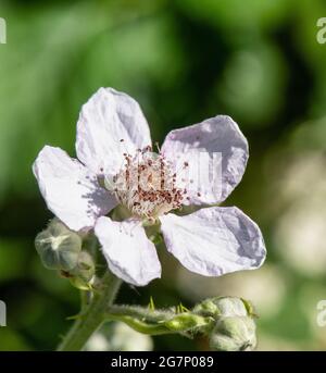 Nahaufnahme von Blütenblättern und Staubgefäßen der Apfelblüte Stockfoto