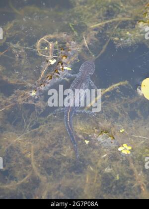 Great Crested Newt, auch bekannt als Northern Crested Newt oder Warty Newt (Triturus cristatus) Stockfoto