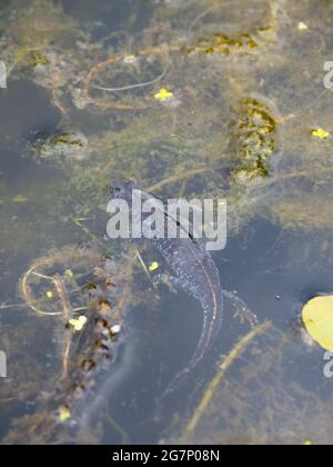 Great Crested Newt, auch bekannt als Northern Crested Newt oder Warty Newt (Triturus cristatus) Stockfoto