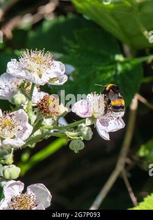 Weiße Bodenbiene, die an Apfelblüten arbeitet Stockfoto