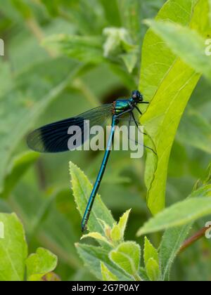 Eine männliche, gebänderte Demoiselle Damselfly (Calopteryx splendens), die auf einem Blatt ruht. Stockfoto